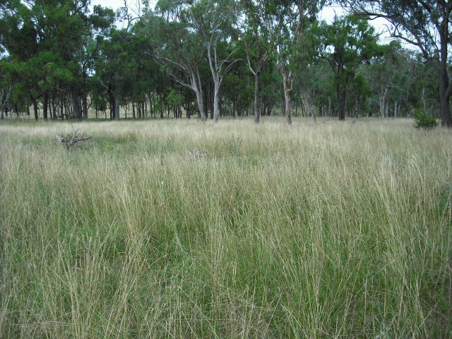 TOP BLOCK - TOP COUNTRY - BULK FEED Picture 2