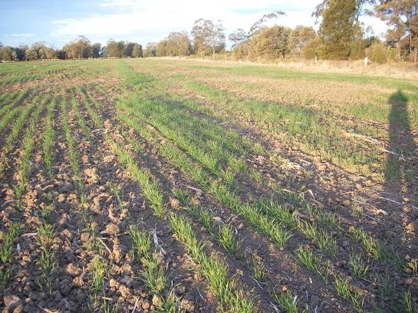 Balandry Picture Balandry Picture