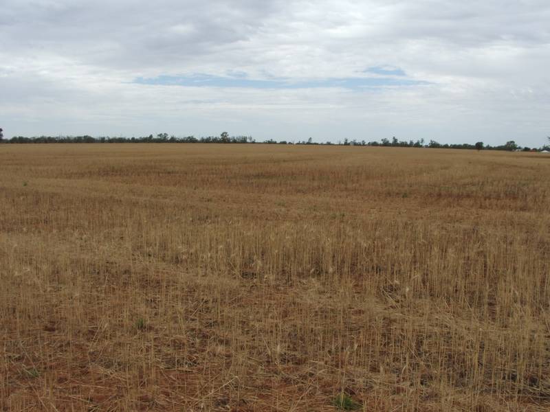 LARGE MIXED PROPERTY - ENJOYING A GREAT SEASON Picture 2