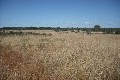 GOOD CATTLE COUNTRY CLOSE TO TOWN Picture