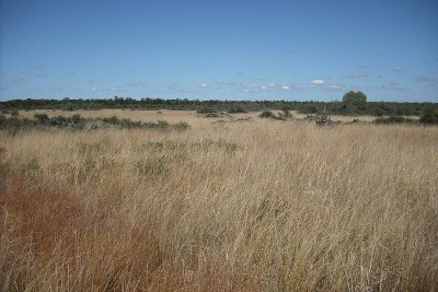 GOOD CATTLE COUNTRY CLOSE TO TOWN Picture