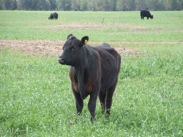 Realistic Vendor Picture 3