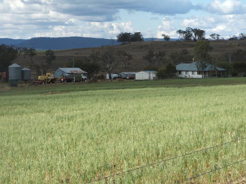 CATTLE / CROPS / HORSES Picture 1