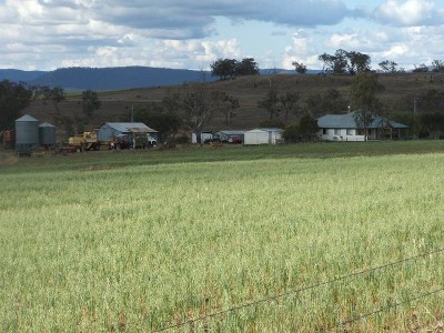 CATTLE / CROPS / HORSES Picture