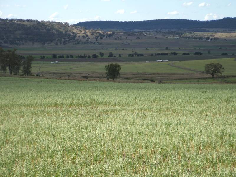 CATTLE / CROPS / HORSES Picture 2