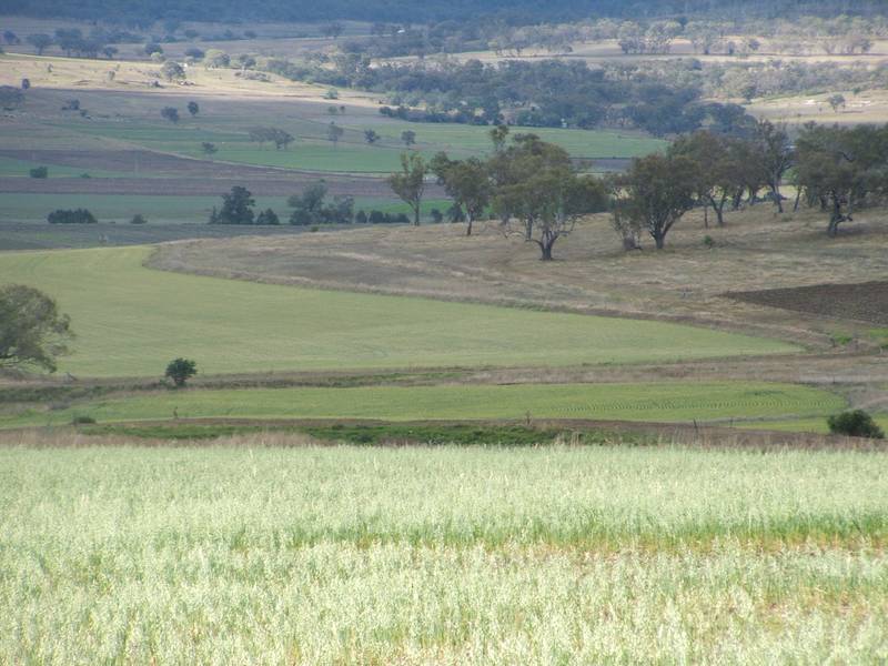 CATTLE / CROPS / HORSES Picture 3