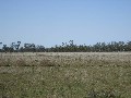 Lifestyle Block Lot 7: 106ha or 262acres Picture