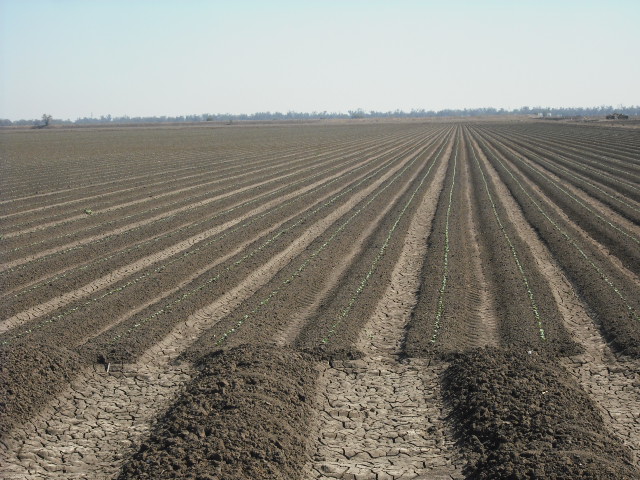 GOONDIWINDI IRRIGATION COUNTRY Picture 3