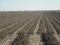 GOONDIWINDI IRRIGATION COUNTRY Picture