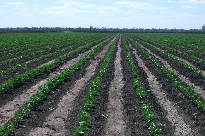 GOONDIWINDI IRRIGATION COUNTRY Picture 1