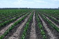 GOONDIWINDI IRRIGATION COUNTRY Picture