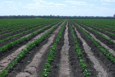 GOONDIWINDI IRRIGATION COUNTRY Picture