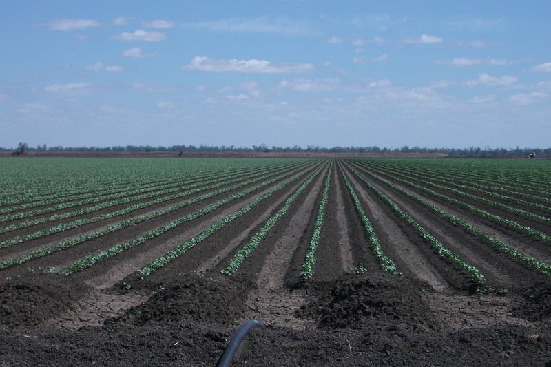 GOONDIWINDI IRRIGATION COUNTRY Picture 2