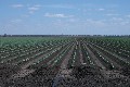 GOONDIWINDI IRRIGATION COUNTRY Picture