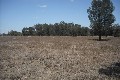 GRAZING BLOCK ON EDGE OF TOWN Picture