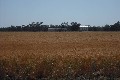 QUALITY FARMING COUNTRY CLOSE TO GOONDIWINDI Picture