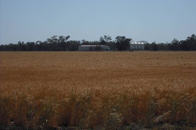 QUALITY FARMING COUNTRY CLOSE TO GOONDIWINDI Picture