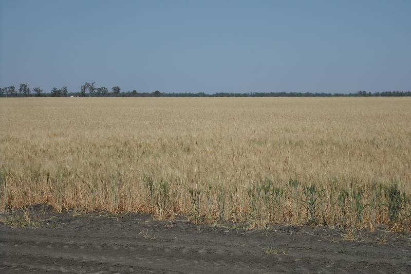 QUALITY FARMING COUNTRY CLOSE TO GOONDIWINDI Picture 2
