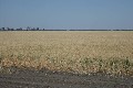 QUALITY FARMING COUNTRY CLOSE TO GOONDIWINDI Picture