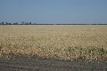 QUALITY FARMING COUNTRY CLOSE TO GOONDIWINDI Picture