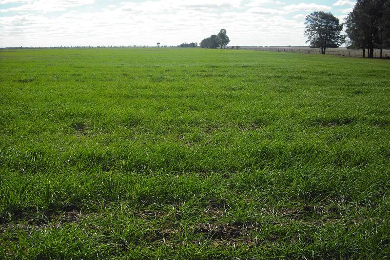 TOP QUALITY FARMING AND GRAZING Picture 2