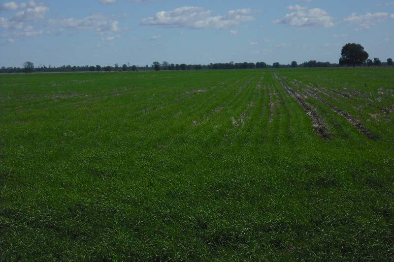 TOP QUALITY FARMING AND GRAZING Picture 1