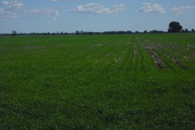 TOP QUALITY FARMING AND GRAZING Picture TOP QUALITY FARMING AND GRAZING Picture