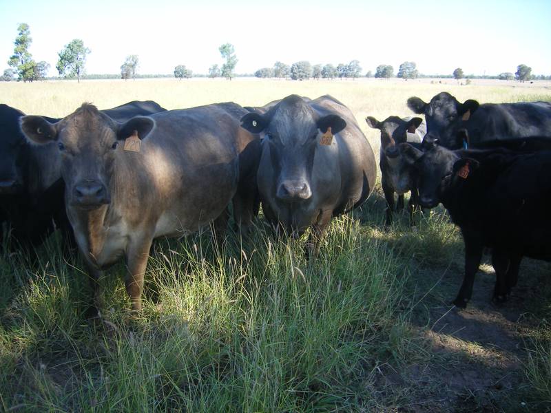 TOP QUALITY FARMING AND GRAZING Picture 3