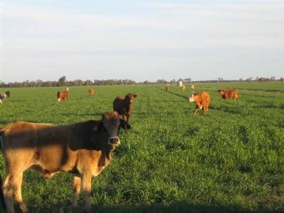 Minima South Picture Minima South Picture