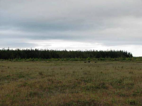 POTENTIAL DAIRYING LAND WITH STAND OF PINES Picture 1