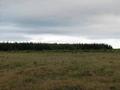 POTENTIAL DAIRYING LAND WITH STAND OF PINES Picture