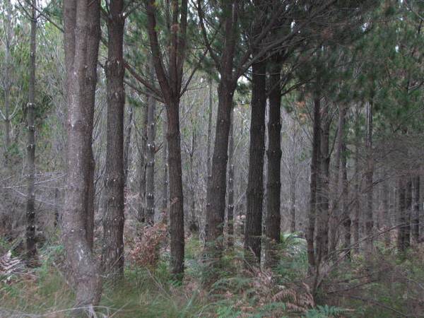 POTENTIAL DAIRYING LAND WITH STAND OF PINES Picture 2