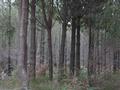 POTENTIAL DAIRYING LAND WITH STAND OF PINES Picture