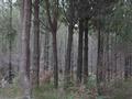 POTENTIAL DAIRYING LAND WITH STAND OF PINES Picture POTENTIAL DAIRYING LAND WITH STAND OF PINES Picture