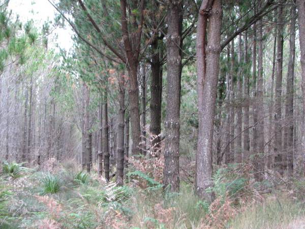 POTENTIAL DAIRYING LAND WITH STAND OF PINES Picture 3