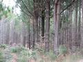 POTENTIAL DAIRYING LAND WITH STAND OF PINES Picture POTENTIAL DAIRYING LAND WITH STAND OF PINES Picture