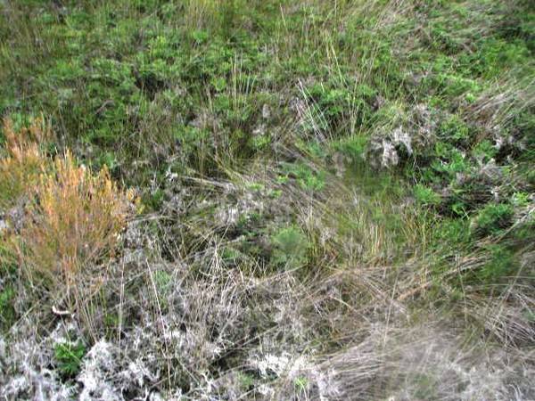 DAIRYING POTENTIAL - LARGE LEVEL BLOCK Picture 3