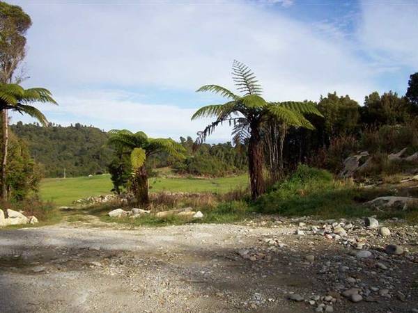 NATIVE FOREST BLOCK Picture 1