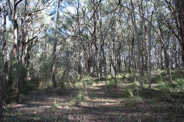 Magnificent 112 Acre Bush Retreat Picture 3