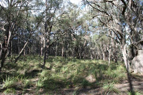 Magnificent 112 Acre Bush Retreat Picture 1