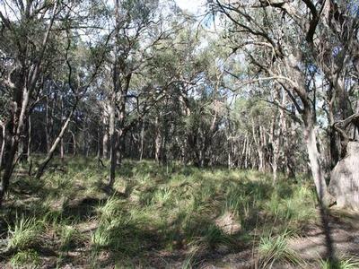 Magnificent 112 Acre Bush Retreat Picture