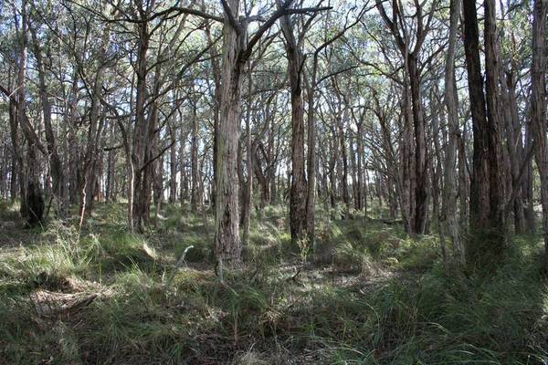 Magnificent 112 Acre Bush Retreat Picture 2