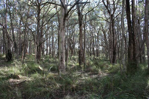 Magnificent 112 Acre Bush Retreat Picture 2