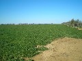 BEST DAIRY FARM - VOTED WEEKLY TIMES 2005 Picture