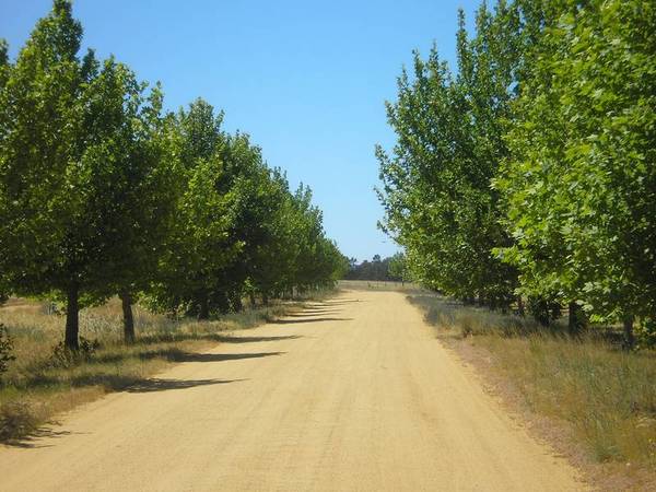 RURAL LIFESTYLE BLOCKS Picture 2