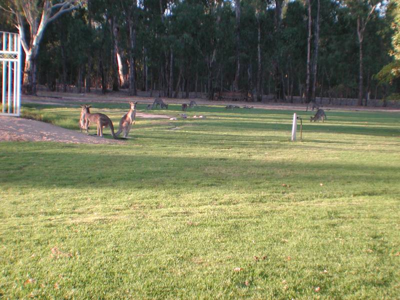 MURRAY RIVER Picture 2