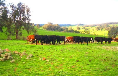 NORTH EAST VICTORIA/RURAL LIFESTYLE Picture