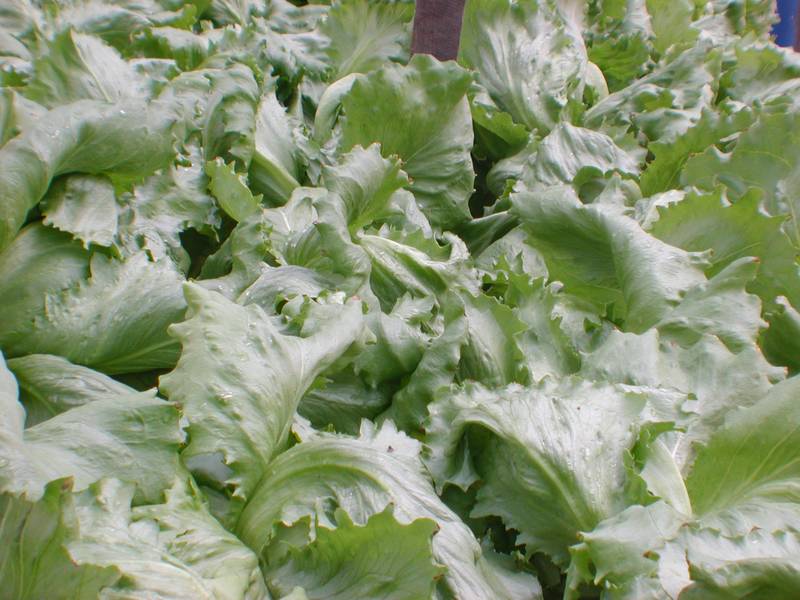 Great Opportunity Picture 2