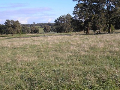 HILLS - GIDGEGANNUP Picture