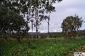 VACANT LAND - HORSE PADDOCKS ONLY - NO HOUSE Picture